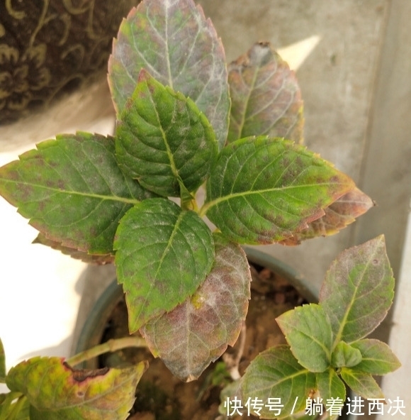 冬天养绣球,不能太娇贵,冻一冻旱一旱,花芽挤满盆,开成大花园