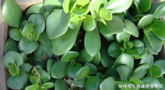 6种繁殖能力强的花草,掐根枝条插土里,好养易生根,一盆变多盆!