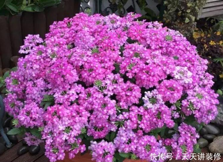 4种花,堪称“开花机器”,花期长、花量大,美不胜收,人见人爱