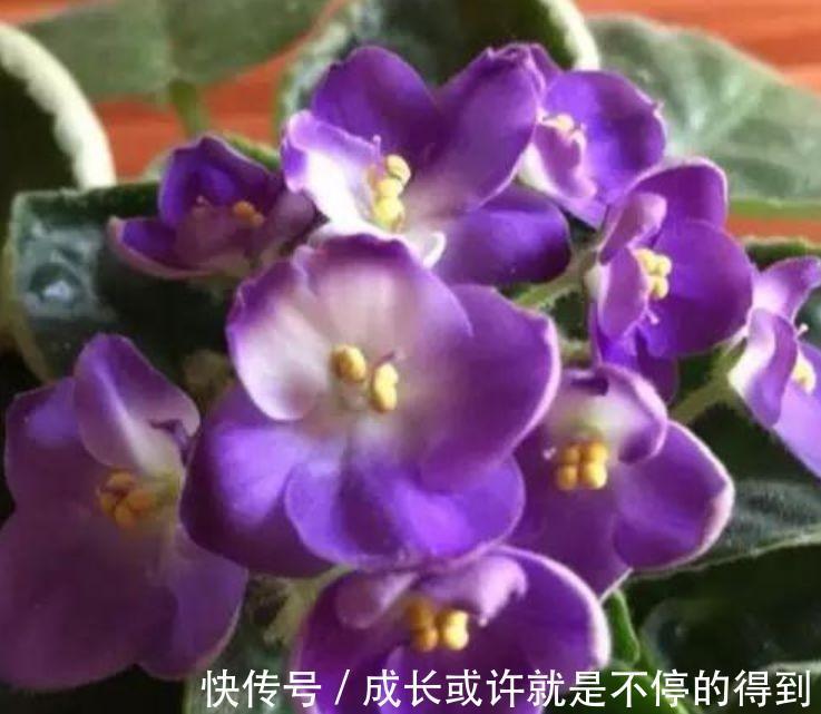 4种花自带财运，耐寒易打理，花美色艳，花儿轻松开爆盆