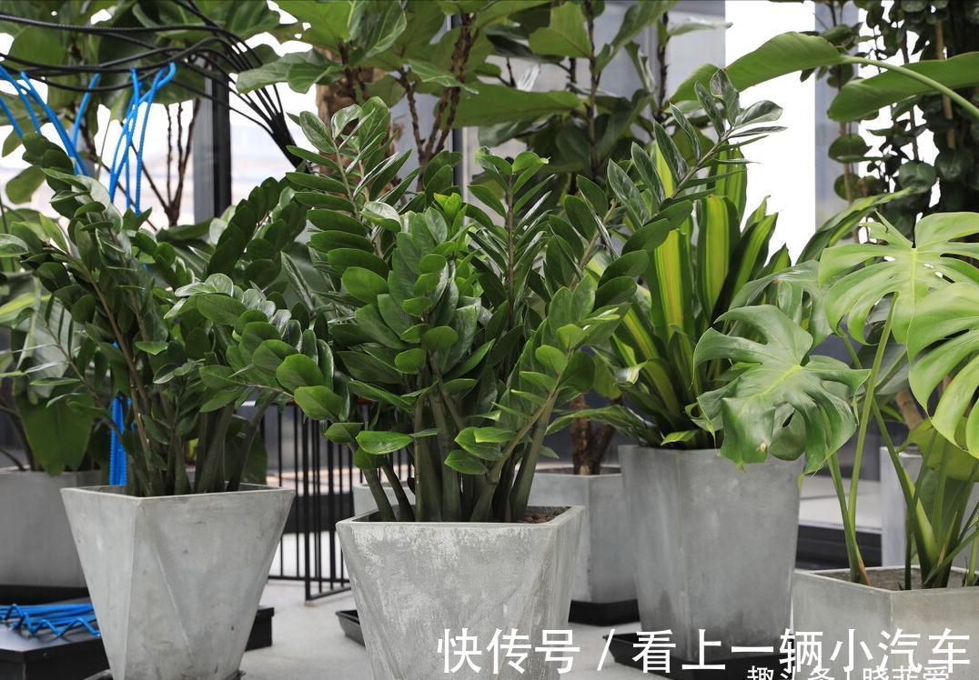 养花要舍得剪！入冬前，5种花剪一剪，有利于过冬和开花