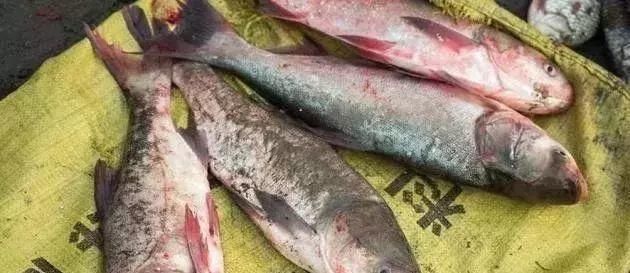 清道夫|中国最难吃的7类鱼,你若是全吃过,请允许我叫你一声“老渔民”