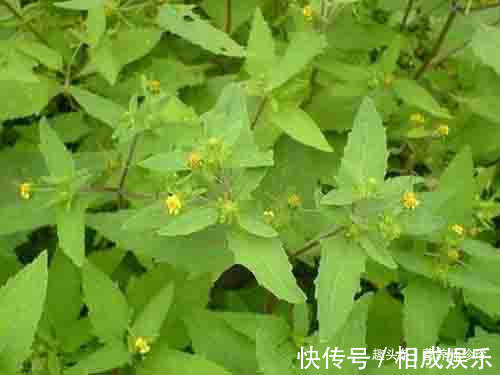 野草|一种野草,人称“感冒草”,家乡人喜欢泡茶喝,营养丰富价值高