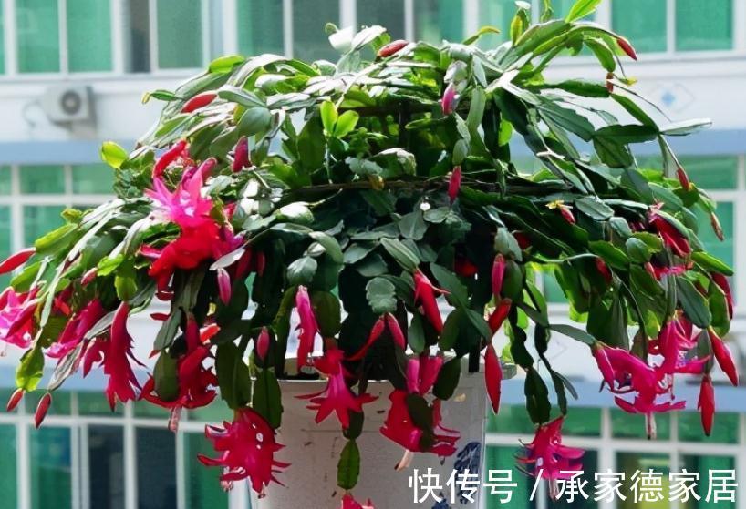 秋冬养花赏花,不如就盆栽这3样,低温天开花又多又美