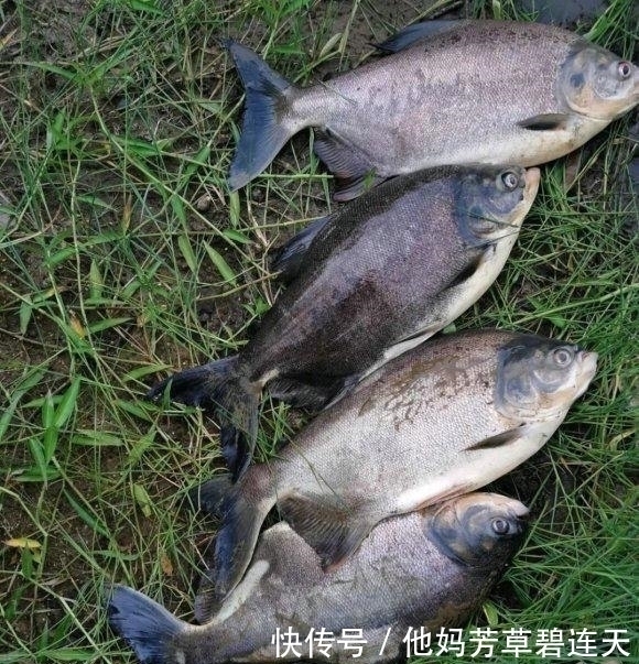 珠江|珠江入水口,洪水冲来大量“食人鲳”,牙齿尖锐,三五斤一条