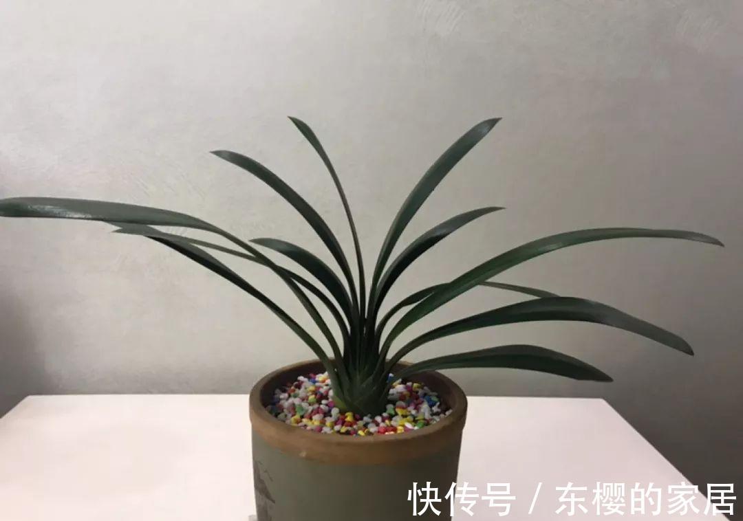 换盆时机到了,有这花赶紧换,换完立马疯长!