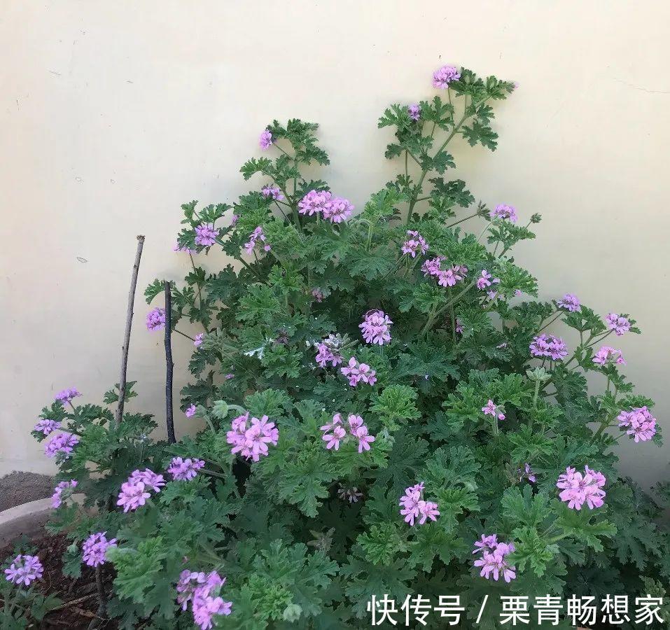 薄荷|7种花插土里,立马长满院子,蚊虫不敢靠近!