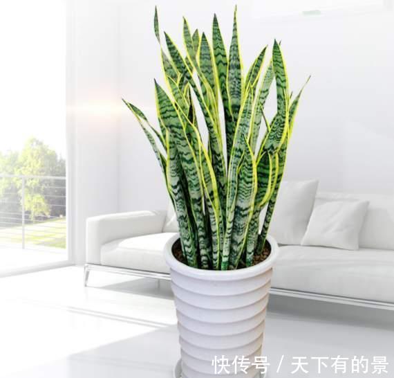 寓意|5种健康花，家里养一盆，大气高雅净化力强，福寿齐聚寓意好