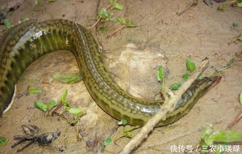 它长得像一把刺刀,以前钓到直接扔了,现在成了稀罕货百元一斤