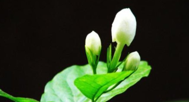 此花沾土就能活,花开又多又美,香气更胜兰花,寓意坚贞不渝的爱