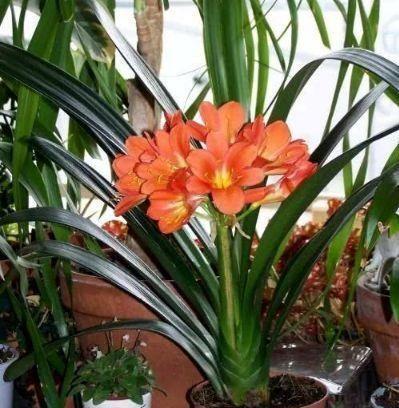 美色|适合在庭院养护的花卉,耐寒易打理,花美色艳