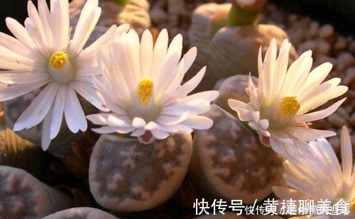 小老桩|5种多肉植物,开花别剪掉,像中奖一样很少见,你家养过几种?