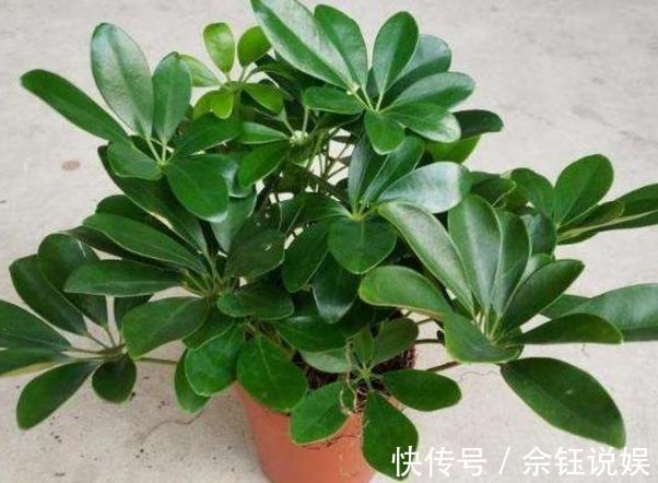 朱蕉朱蕉|家里吸烟的人太多不怕,室内盆栽上它,二手烟不再是健康克星