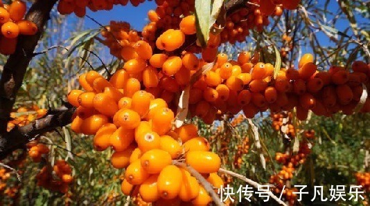 沙棘|女人晚上当零食吃一把,连吃2周,美白、去皱、抗衰老,不妨一试