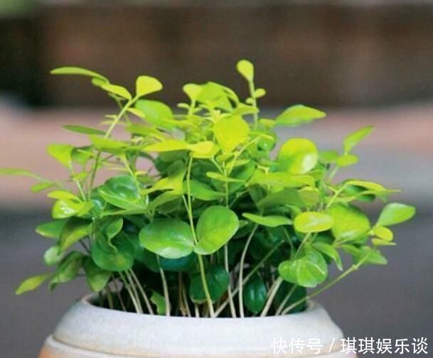 施肥|厨房里的1种调味剂,给花喝一勺,啥花都疯长,连施肥都省了
