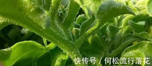 非洲|在非洲被当肥皂用,引进我国却成“高档菜”,自带盐味,一起看看!