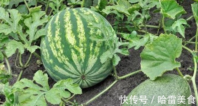 美肤|糖尿病最高多吃的食物,润肺补血、清肠减肥、美肤养容,请珍惜