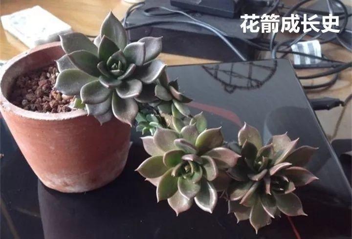 多肉长花箭被他剪断插土里,7天就生根!