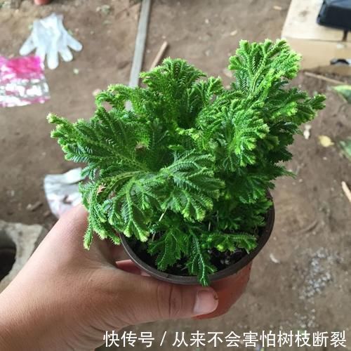 上山见到这一植物,不要轻易采挖,保护住它!