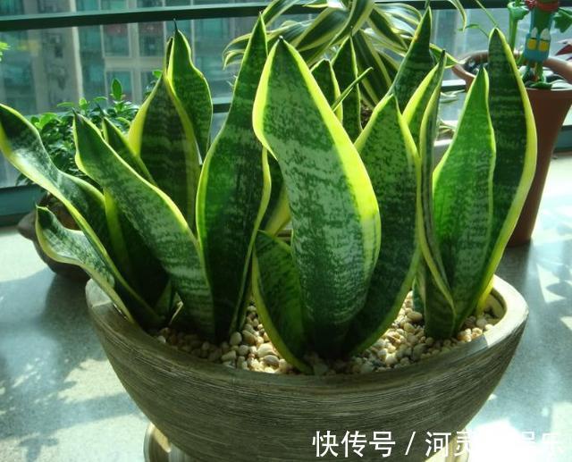 陶粒|这3种“黑石头”，往盆里丢一点，养啥花都旺