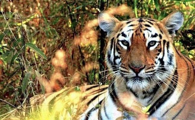 解宝&水浒中,有4个打虎英雄,其他三人是谁?为何只有武松出名了