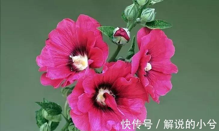 休眠|误区,这8种花冬季千万不要保暖,否则春天反而不开花