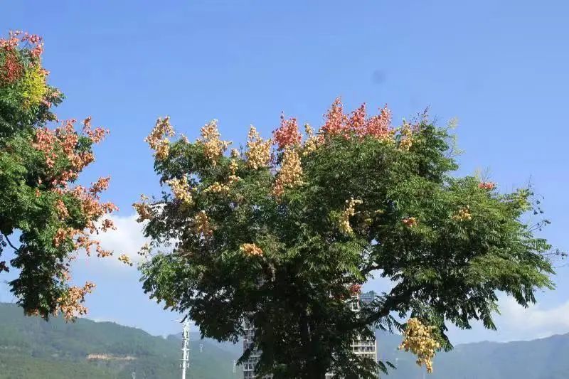 庆元栾树花 秋日里最美的水彩画 粉紫色