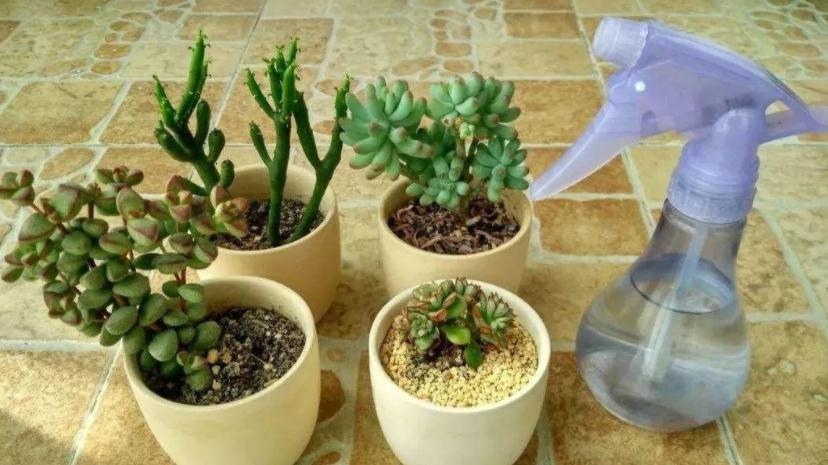 “踩坑”这8点,养多肉会越来越差,有心人:不敢忘!