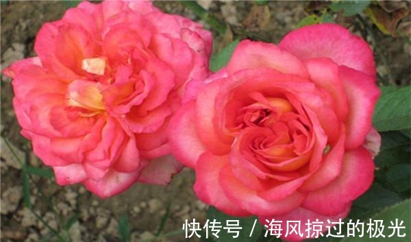 夏洛特|20种月季花品种介绍,简直美爆了!收藏啦……!