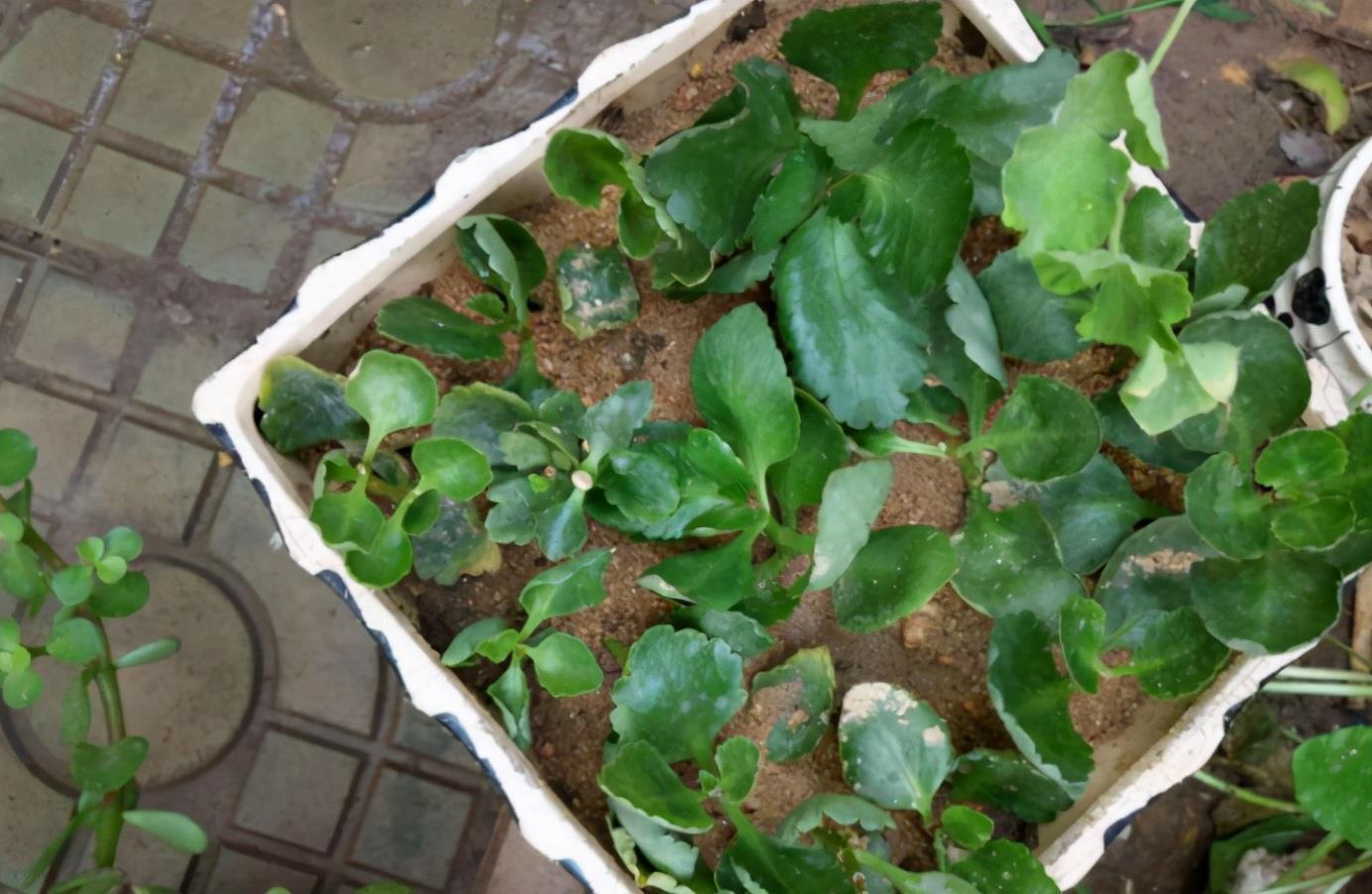 养花土不够透气,用上处理好的松针、河沙,养啥花根都长得壮