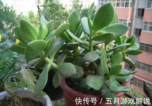 玉树很好养，做好这几件事，叶片肥美亮丽，长成霸王树，漂亮