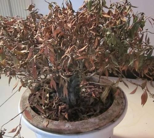 养花|养花一定要戒掉的坏习惯,不然家里全是空花盆,啥花也养不好