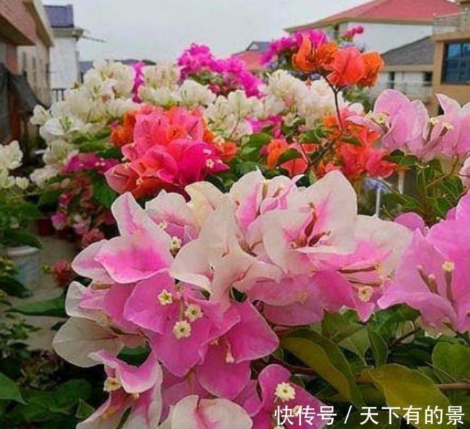 4种花看一眼就难忘，给点阳光就灿烂，花期超长，开花美爆了