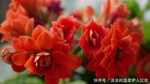长寿花|夏季长寿花黑腐现象严重,“反着”来养,养出更多侧芽更容易爆盆