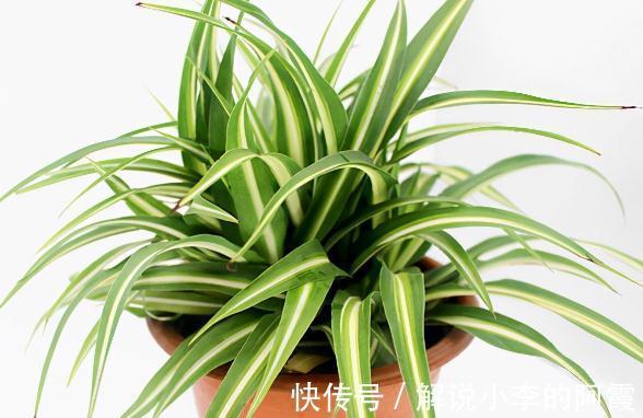 植物|盘点室内十种不喜光植物,一个比一个都好养