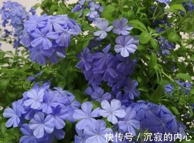 家养此款花卉,花色淡雅,爆盆蓝色一片,好看极了