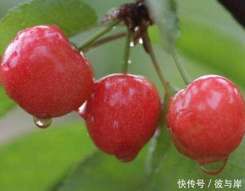 淡化痘印|皮肤医生:留下这两种痘印别担心,这个方法去痘印成功率90%