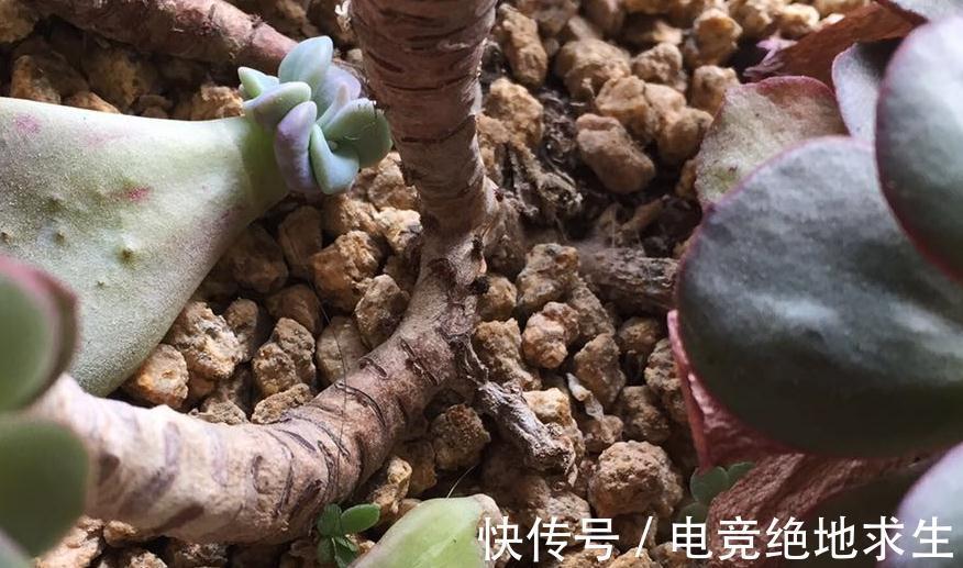 多肉进行叶插繁殖,从叶片到小苗成型,少不了花友的耐心和爱心