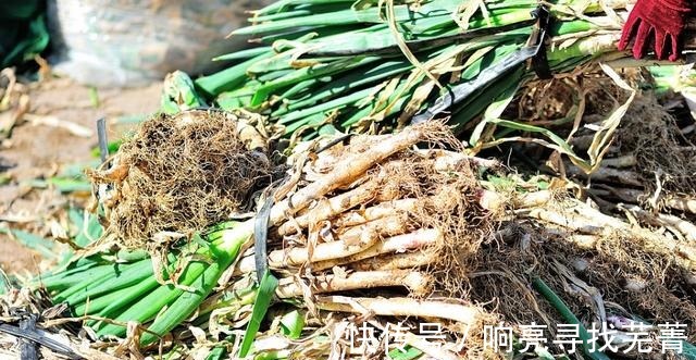 金秋逛农村大集,大葱白菜萝卜土豆热销,山货也很多!