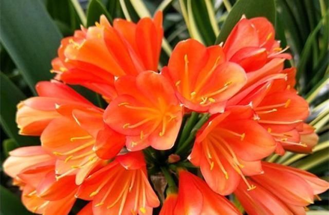 花友们|生活中给君子兰吃上“3种”东西,长得根旺叶绿,年年都开花