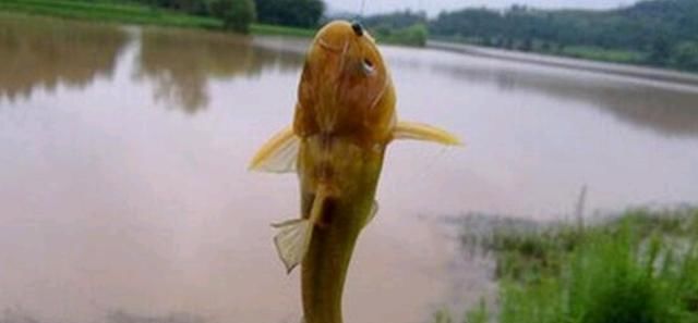 浑水也能钓鱼,老司机漫谈夏季浑水钓鱼技巧