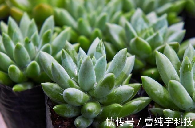 紫乐|入夏养多肉首选''4种'',好养易度夏,2年成“老桩”,高档又霸气!