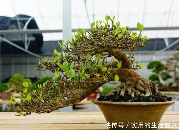 植物|富贵人家爱摆“6种花”，不仅外形美，还越养越值钱，再贵也要买！