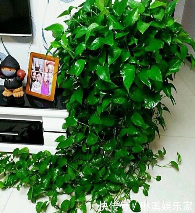 长枝|养绿萝，3种“万能肥”抵过正规肥，叶子绿的像刷漆，再也不黄叶