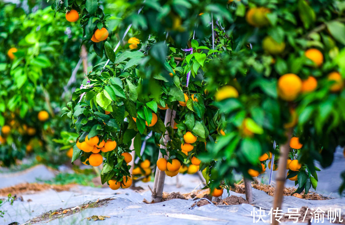 土壤|重庆江津：中国长寿之乡，富硒名城，适合养老与旅行的硒望之城