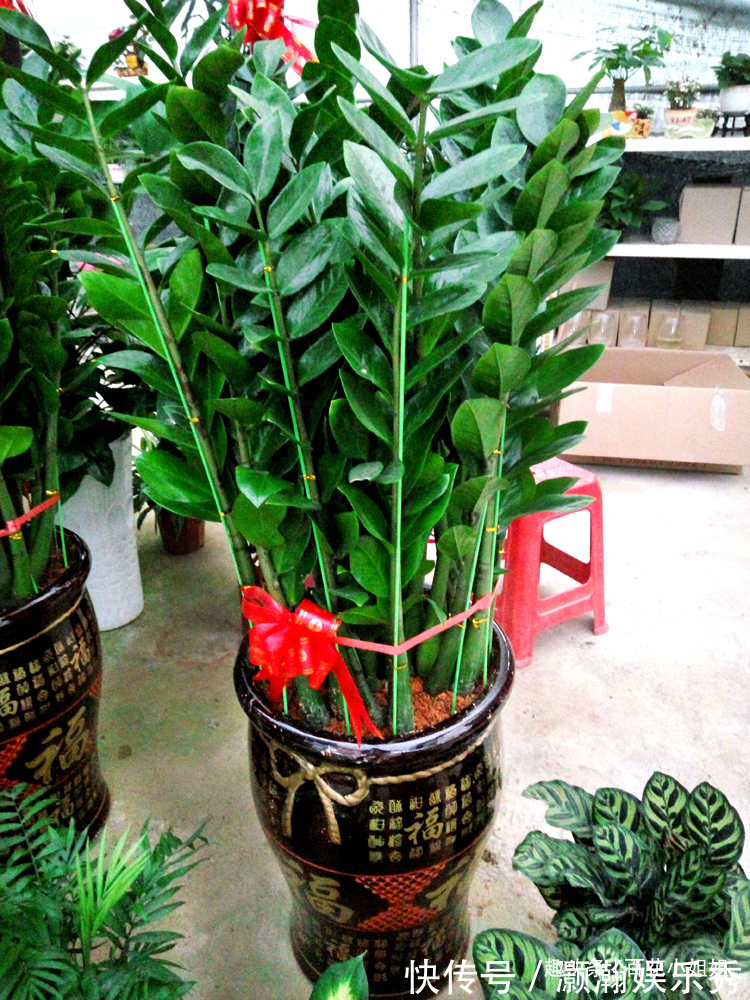 6种花盆，不适合养花，难怪长势不好，扔了吧