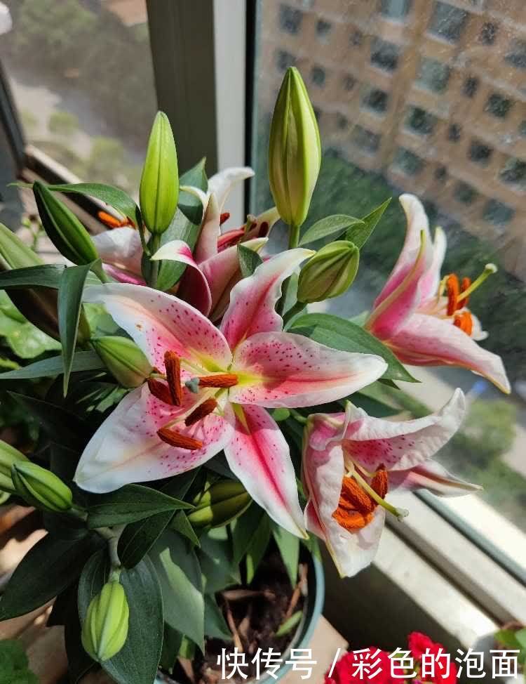 太阳花|喜欢天天晒太阳的“6种花”,越晒花越艳花越大,太好看了吧