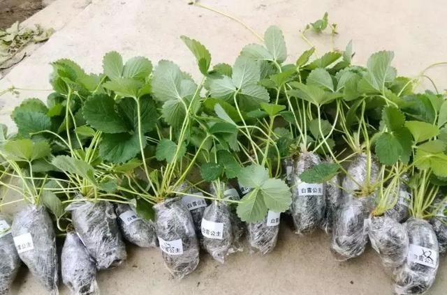 草莓这么贵就别买了,自己种一盆,1招让草莓又大又甜!