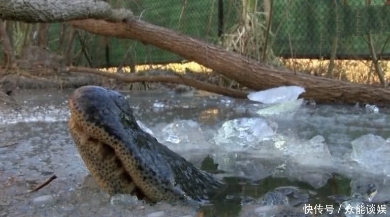 男子|湖面上冻着一只“皮鞋”,男子想一脚踢飞,仔细一盯笑坏了