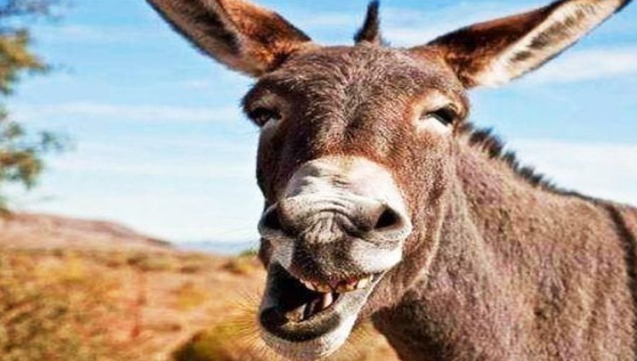 出版者周刊&莫言:如果不是因为写了《生死疲劳》,我估计得不到诺贝尔文学奖